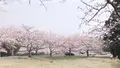 伊豆高原桜並木の写真_1000684