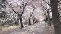 伊豆高原桜並木の写真_1000685