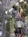 BROMELIADS 流木＆エアプランツの写真_1059771
