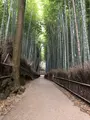 嵐山 竹林の小径の写真_1065540