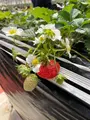 Strawberry Port Ichigonomiの写真_1082733