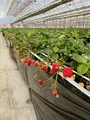 Strawberry Port Ichigonomiの写真_1082734