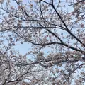 おの桜づつみ回廊の写真_1323781