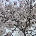 おの桜づつみ回廊の写真_1323782