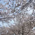 おの桜づつみ回廊の写真_1323787