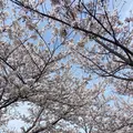 おの桜づつみ回廊の写真_1323788