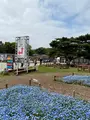 国営ひたち海浜公園の写真_1335900