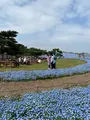 国営ひたち海浜公園の写真_1335901