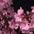 真間川沿い桜並木の写真_1362834