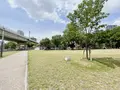 中之島公園 芝生広場の写真_1368950