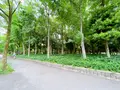 市民の森（大阪城公園内）の写真_1373810
