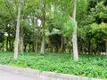 大阪城公園の写真_1374484