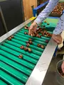 ショコロンファーム市ノ澤栗園当日予約可焼き栗土日祝のみOPEN（発送不可）の写真_1393831