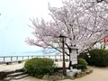 唐津城の写真_1591838