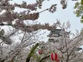 唐津城の写真_1591839
