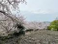 唐津城の写真_1591848