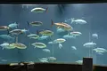 葛西臨海水族園の写真_1608022