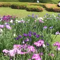 二の丸庭園の写真_1610643