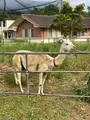 ネオパークオキナワの写真_1732560
