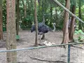 ネオパークオキナワの写真_1732561