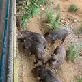ネオパークオキナワの写真_1732565