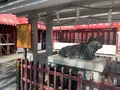 御神牛（亀戸天神社）の写真_1786899