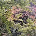 紫雲荘の写真_1799450