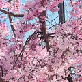 名古屋城の写真_1805242