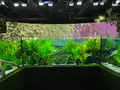 カワスイ川崎水族館の写真_1820612