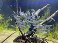 カワスイ川崎水族館の写真_1820613