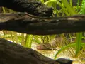 カワスイ川崎水族館の写真_1820614