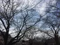 代々木公園の写真_225825