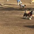 代々木公園の写真_226462
