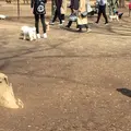代々木公園の写真_226464