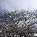 代々木公園の写真_226465