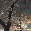 目黒川の桜並木の写真_227229