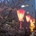 目黒川桜の写真_227684