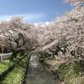 川越氷川神社の写真_228818