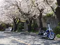 鎌倉山の写真_232598