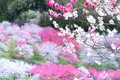 月川温泉の花桃の写真_235687