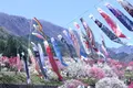 月川温泉の花桃の写真_235688