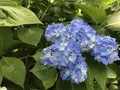 明月院（あじさい寺）の写真_242253