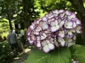 明月院（あじさい寺）の写真_242254