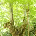 県立自然公園宇津江四十八滝の写真_244584