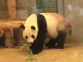 上野動物園の写真_256155