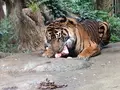 上野動物園の写真_256156