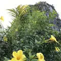 ハロン湾の写真_267431