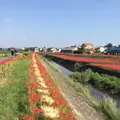 矢勝川の彼岸花の写真_269118