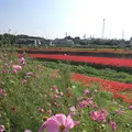 矢勝川の彼岸花の写真_269121