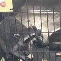 夢見ケ崎動物公園の写真_272222